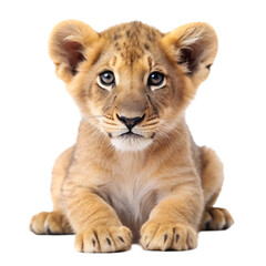 Obraz premium Lion cub isolated on transparent background