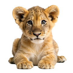 Obraz premium Lion cub isolated on transparent background