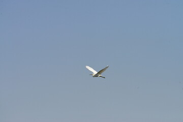 Beautiful white heron flying with the blue sky in the background