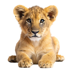 Obraz premium Lion cub isolated on transparent background
