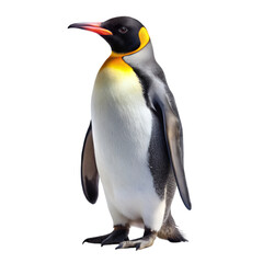 Penguin isolated on transparent background