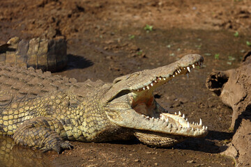 Nilkrokodil / Nile crocodile / Crocodylus niloticus..
