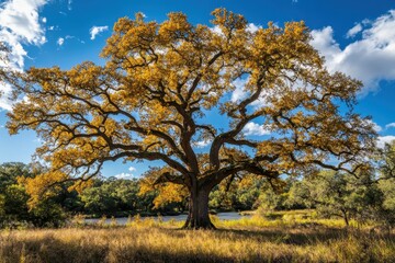 Fototapeta premium Stunning Autumn Scene in Oak Grove: Colorful Leaves and Clumsy Branches by the Glimmering River Under a Blue Sky