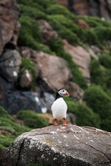 Puffin on rocks