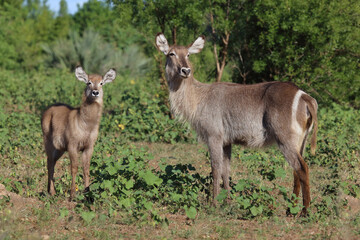 Wasserbock / Waterbuck / Kobus ellipsiprymnus..