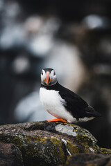Puffin Portrait on a rock