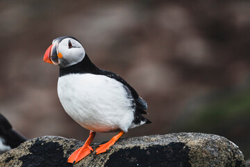 Obraz premium puffin on a rock