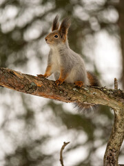 Fototapeta premium Squirrel sitting on a tree branch in a winter forest and looking at the camera