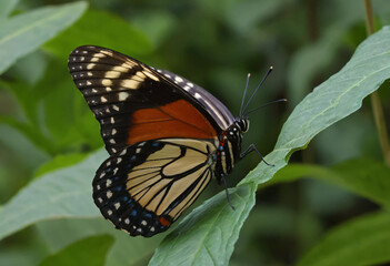 Fototapeta premium Butterfly on a flower with beautiful colors