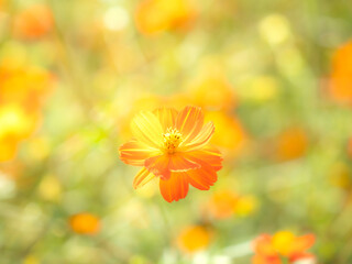 秋の公園や花壇を彩るコスモス（キバナコスモス）のある風景。背景。自然風景素材。明るい日差しでふんわりとボケた景色。