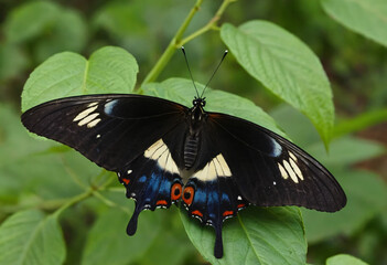 Butterfly on a flower with beautiful colors