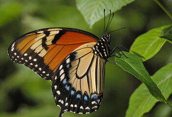 Naklejka premium Butterfly on a flower with beautiful colors