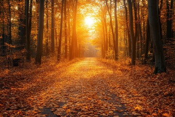 Obraz premium Autumn Forest Path Sunset Golden Leaves Trees,