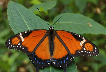 Butterfly on a flower with beautiful colors