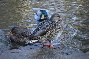 Ducks on the lake. Birds close-up. World of wild nature. Funny ducks in the spring park. Beautiful natural background. Mallards swimming on a pond in spring. River landscape with ducks. Brown backgrou