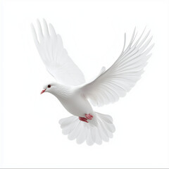 Obraz premium White dove as a symbol of peace and equality on a white background