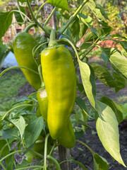 photo green pepper in a greenhouse on a branch close-up summer autumn harvest