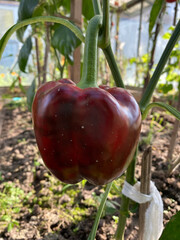 photo red pepper in a greenhouse on a branch close-up summer autumn harvest