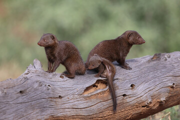Südliche Zwergmanguste / Dwarf mongoose / Helogale parvula.