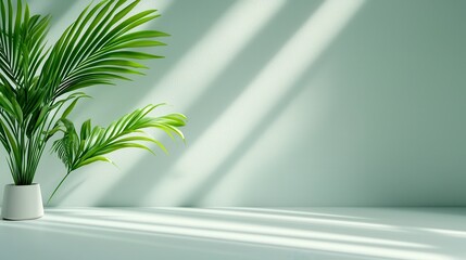 Minimalist Plant Arrangement with Soft Shadows on White Background