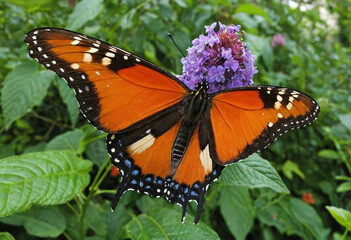 Obraz premium Butterfly on a flower with beautiful colors