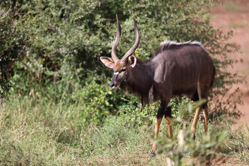Nyala / Nyala / Tragelaphus angasii.
