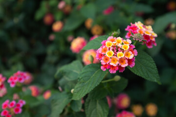 Blooming Lantana flowers, close-up Flowering plant Spanish flag for publication, design, poster, calendar, post, screensaver, wallpaper, postcard, banner, cover, website. High quality photo