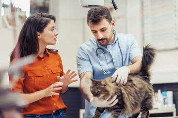 Veterinarian examines a cat while owner asks questions in a modern clinic setting