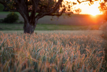 Grain Field at Sunset with Tree