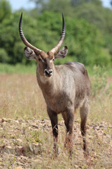 Wasserbock / Waterbuck / Kobus ellipsiprymnus