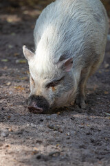 Sniffing Pig Outdoors