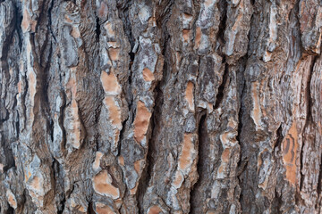 Ponderosa Pine Bark Texture – Close-Up of Thick, Rugged, and Flaky Bark of Pinus ponderosa for publication, poster, calendar, post, screensaver, wallpaper, cover, website. High quality photography