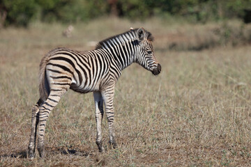 Steppenzebra / Burchell's zebra / Equus quagga burchellii.