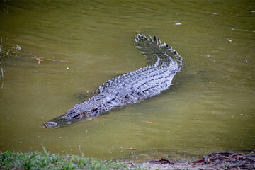 The crocodile, a master of disguise, blends seamlessly with the murky water, its watchful eyes hidden beneath the surface.
