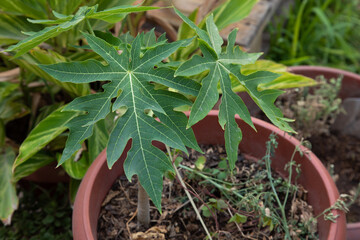 Papaya plant in a pot. Papaya tree in the garden.