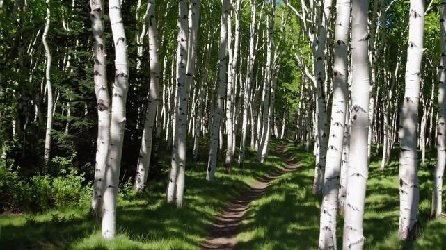 A narrow dirt path winds through a dense birch forest with vibrant green grass, illuminated by soft sunlight filtering through the white-barked trees, creating a peaceful and inviting scene