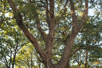 Large Tree with twisting branches of a parasitic ivy plant in a Sunlit Forest for themes of natural landscapes, geology, and outdoor exploration. High quality photography