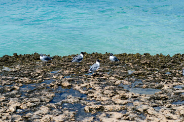 seagulls on the beach