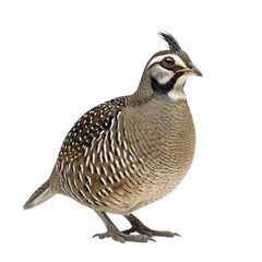 Fototapeta premium Quail bird with distinctive markings and crest, standing gracefully. This bird showcases intricate feather patterns and rounded body, embodying beauty of wildlife