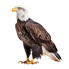 Fototapeta premium Majestic eagle with striking features, showcasing powerful wings and sharp talons. This bird symbolizes strength and freedom in nature