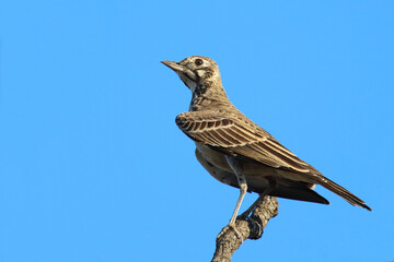 Drossellerche / Dusky lark / Pinarocorys nigricans