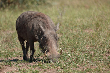 Warzenschwein / Warthog / Phacochoerus africanus..