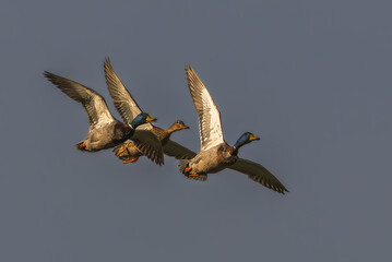 three mallard ducks flying in the sky