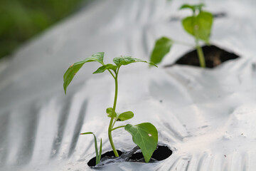 Photo of young chili plants planted using mulch.