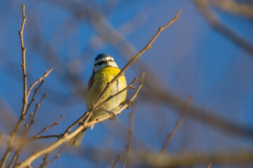 Eurasian Blue Tit perched on a branch in the morning light