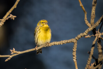 European Serin perched on a branch in the morning light