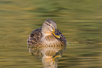 mallard duck in a pond in the morning light