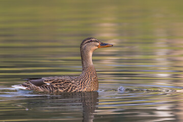 mallard duck in a pond in the morning light