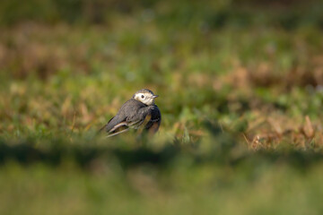 White Wagtail near a pond in the morning light