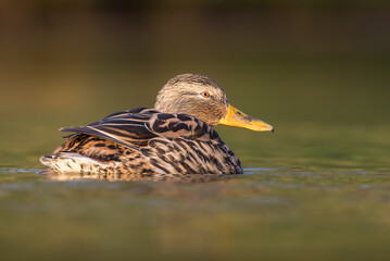 mallard duck in a pond in the morning light
